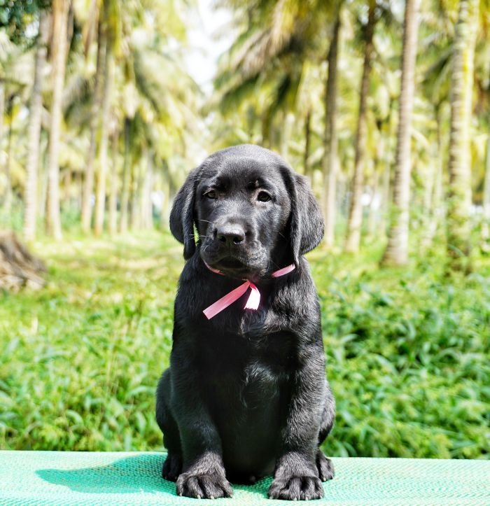 DogsIndia.com - Labrador Retriever  Amith Walton  Marathon Riders