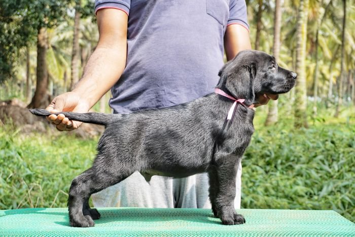 DogsIndia.com - Labrador Retriever  Amith Walton  Marathon Riders