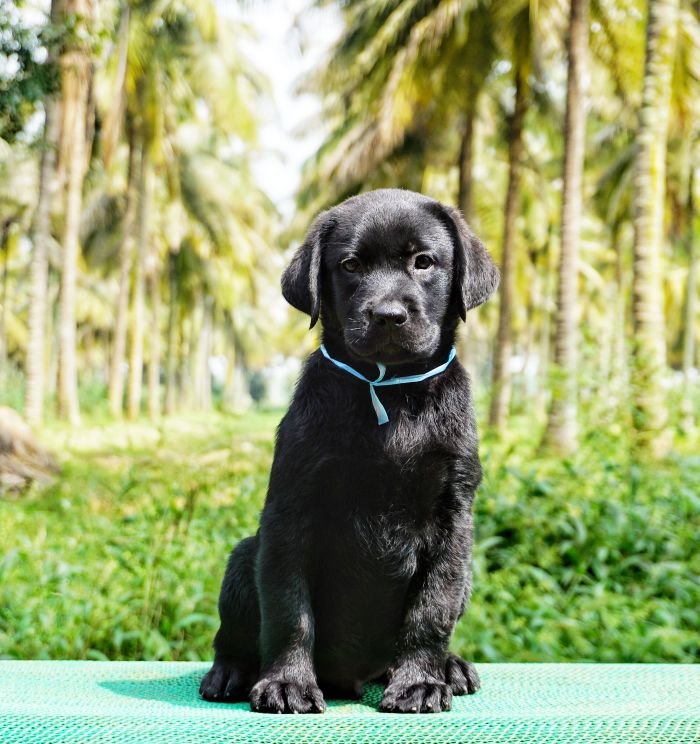 DogsIndia.com - Labrador Retriever  Amith Walton  Marathon Riders