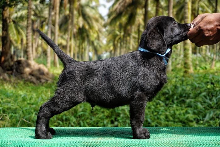 DogsIndia.com - Labrador Retriever  Amith Walton  Marathon Riders