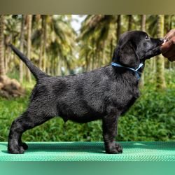 DogsIndia.com - Labrador Retriever  Amith Walton  Marathon Riders