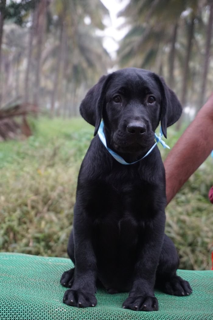 DogsIndia.com - Labrador Retriever  Amith Walton  Marathon Riders