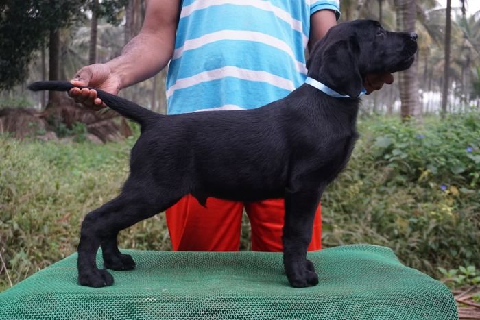 DogsIndia.com - Labrador Retriever  Amith Walton  Marathon Riders