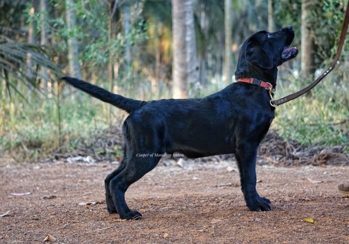 DogsIndia.com - Labrador Retriever  Amith Walton  Marathon Riders