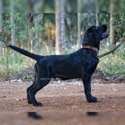 DogsIndia.com - Labrador Retriever  Amith Walton  Marathon Riders