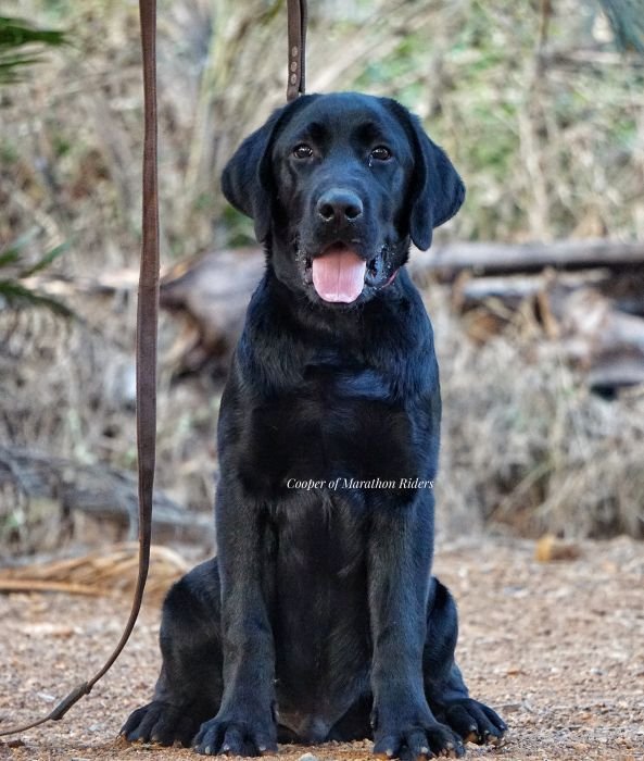 DogsIndia.com - Labrador Retriever  Amith Walton  Marathon Riders