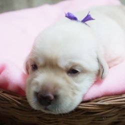 DogsIndia.com - Labrador Retriever - Amith Walton - Marathon Riders