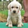 DogsIndia.com - Labrador Retriever - Amith Walton - Marathon Riders