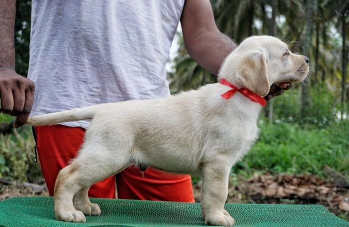 DogsIndia.com - Labrador Retriever - Amith Walton - Marathon Riders