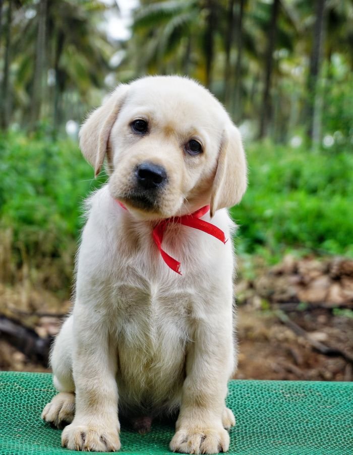 DogsIndia.com - Labrador Retriever - Amith Walton - Marathon Riders