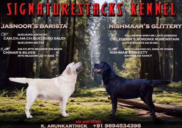 DogsIndia.com - Labrador Retriever - Arun Karthick - Signaturestacks Kennel