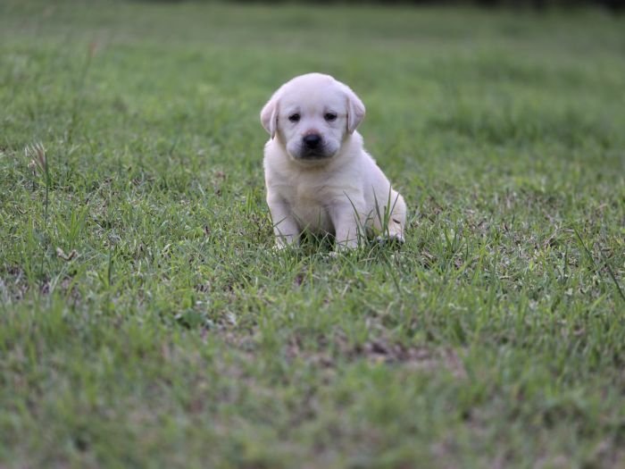 DogsIndia.com - Labrador Retriever - Arun Karthick - Signaturestacks Kennel