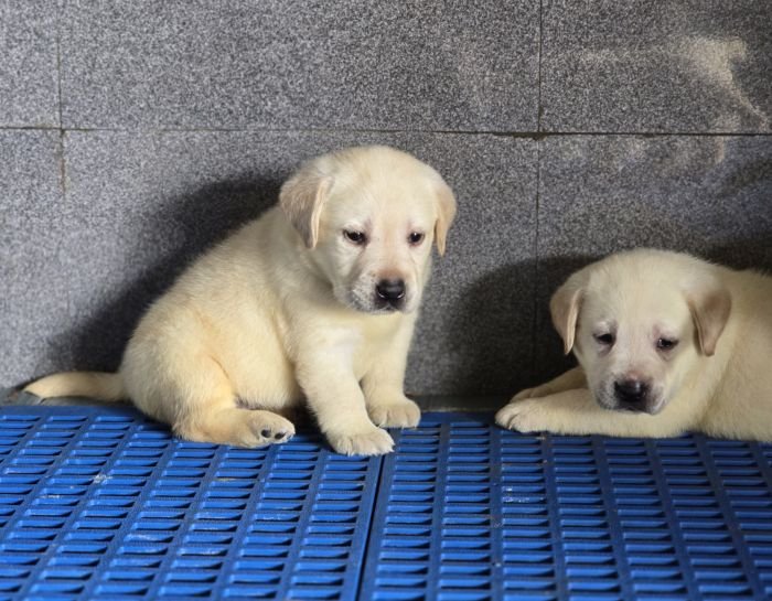 DogsIndia.com - Labrador Retriever - Arun Karthick - Signaturestacks Kennel