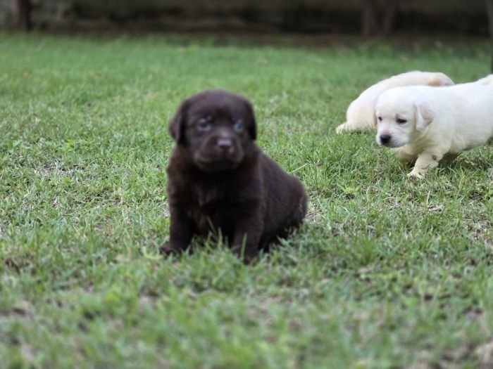 DogsIndia.com - Labrador Retriever - Arun Karthick - Signaturestacks Kennel