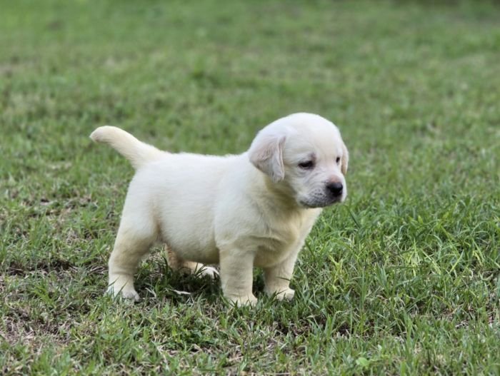 DogsIndia.com - Labrador Retriever - Arun Karthick - Signaturestacks Kennel