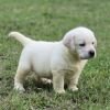 DogsIndia.com - Labrador Retriever - Arun Karthick - Signaturestacks Kennel