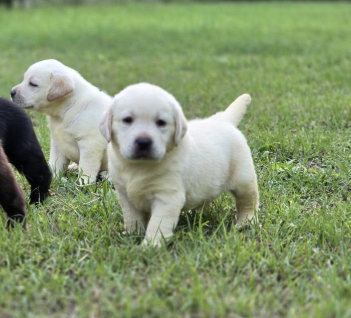 DogsIndia.com - Labrador Retriever - Arun Karthick - Signaturestacks Kennel