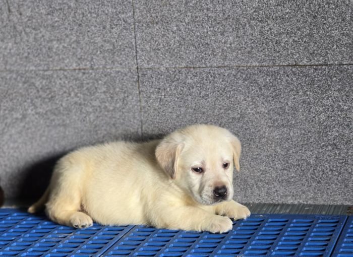 DogsIndia.com - Labrador Retriever - Arun Karthick - Signaturestacks Kennel