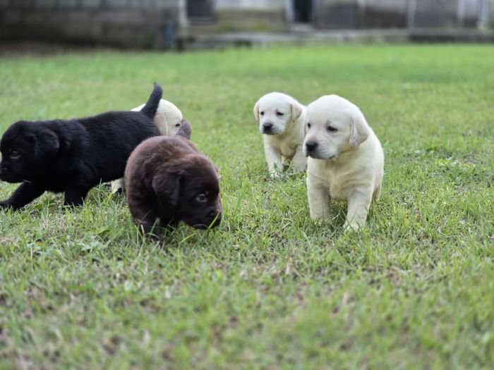 DogsIndia.com - Labrador Retriever - Arun Karthick - Signaturestacks Kennel