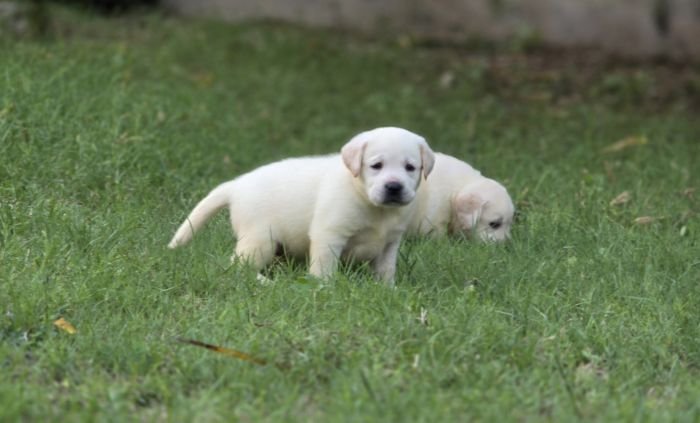 DogsIndia.com - Labrador Retriever - Arun Karthick - Signaturestacks Kennel