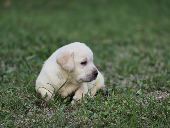 DogsIndia.com - Labrador Retriever - Arun Karthick - Signaturestacks Kennel