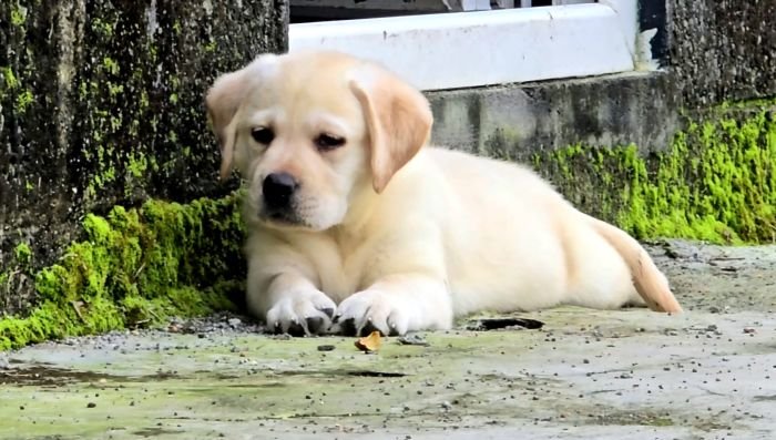 DogsIndia.com - Labrador Retriever - Arun Karthick - Signaturestacks Kennel