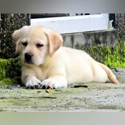 DogsIndia.com - Labrador Retriever - Arun Karthick - Signaturestacks Kennel