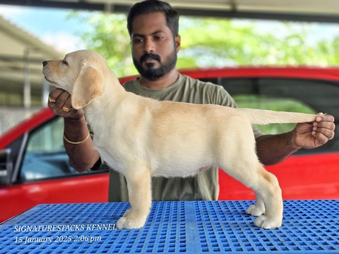 DogsIndia.com - Labrador Retriever - Arun Karthick - Signaturestacks Kennel