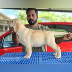 DogsIndia.com - Labrador Retriever - Arun Karthick - Signaturestacks Kennel