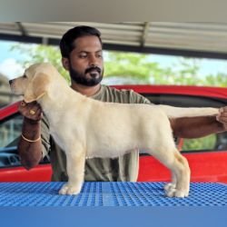 DogsIndia.com - Labrador Retriever - Arun Karthick - Signaturestacks Kennel