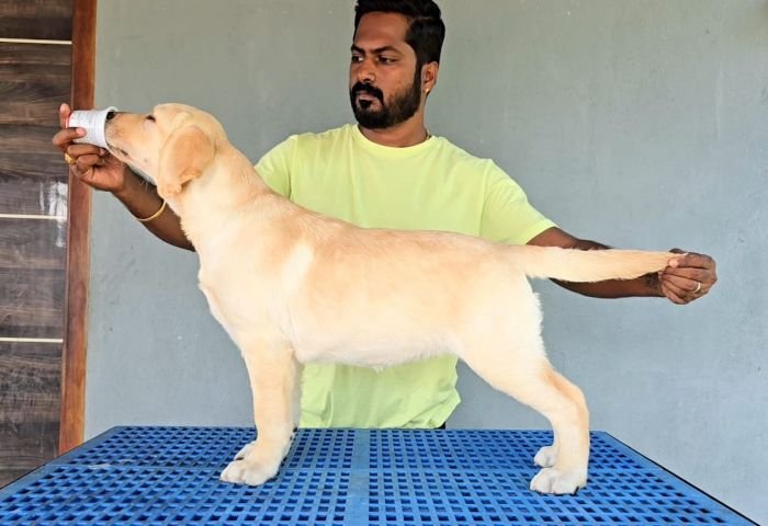 DogsIndia.com - Labrador Retriever - Arun Karthick - Signaturestacks Kennel