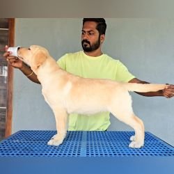 DogsIndia.com - Labrador Retriever - Arun Karthick - Signaturestacks Kennel