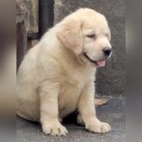 DogsIndia.com  Labrador Retriever  Rangehill Labradors  Brijesh