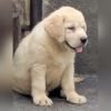 DogsIndia.com  Labrador Retriever  Rangehill Labradors  Brijesh