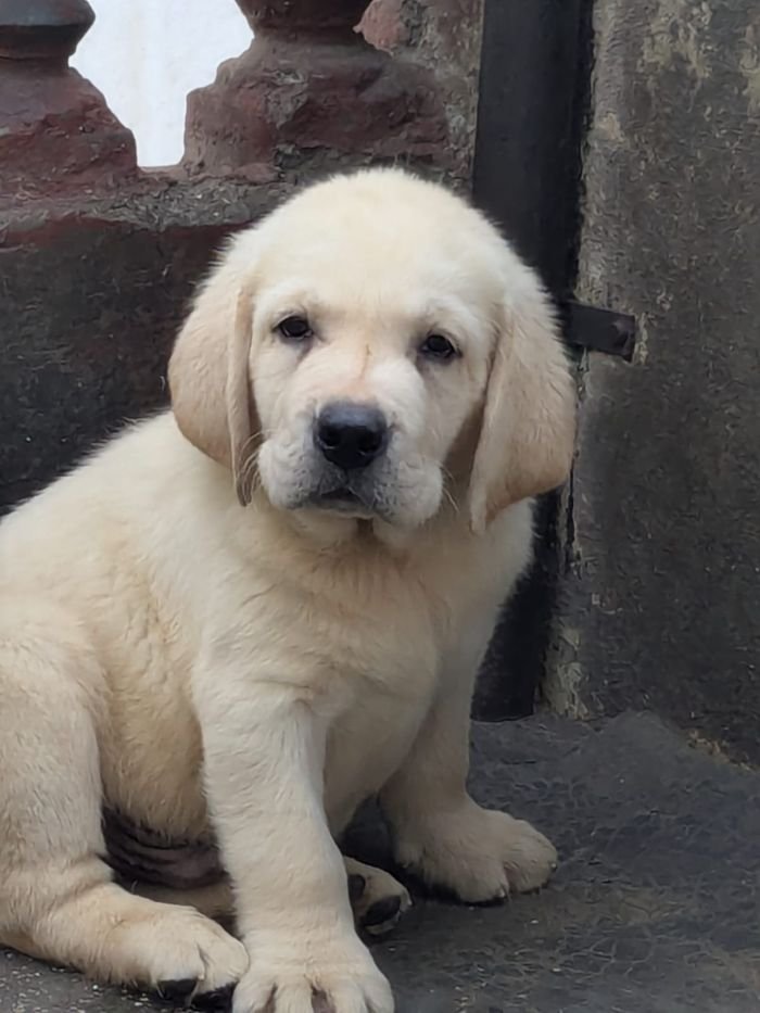 DogsIndia.com  Labrador Retriever  Rangehill Labradors  Brijesh
