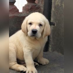 DogsIndia.com  Labrador Retriever  Rangehill Labradors  Brijesh