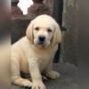 DogsIndia.com  Labrador Retriever  Rangehill Labradors  Brijesh
