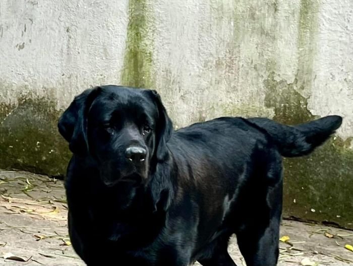 DogsIndia.com  Labrador Retriever  Rangehill Labradors  Brijesh