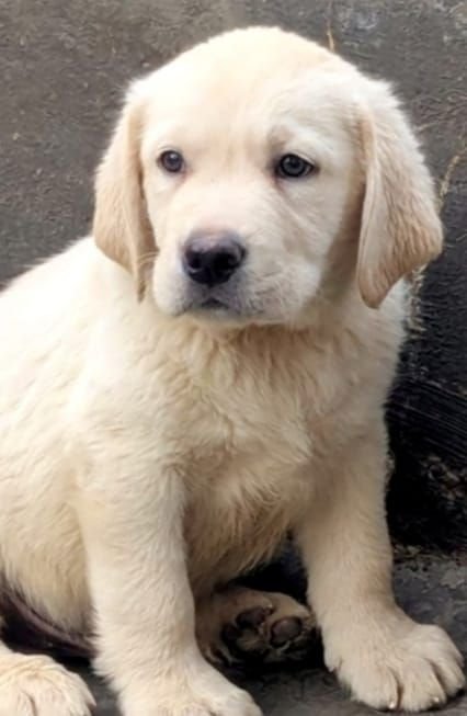 DogsIndia.com  Labrador Retriever  Rangehill Labradors  Brijesh