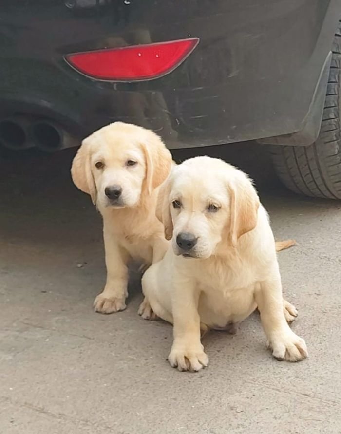DogsIndia.com  Labrador Retriever  Rangehill Labradors  Brijesh