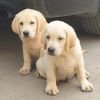 DogsIndia.com  Labrador Retriever  Rangehill Labradors  Brijesh