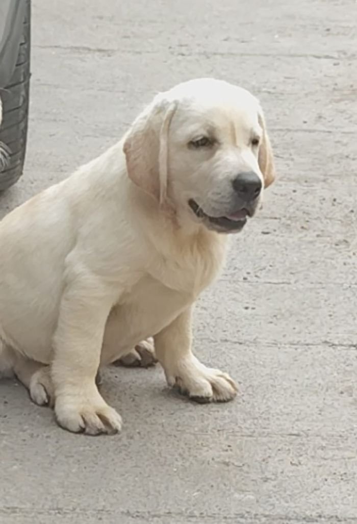 DogsIndia.com  Labrador Retriever  Rangehill Labradors  Brijesh