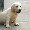 DogsIndia.com  Labrador Retriever  Rangehill Labradors  Brijesh