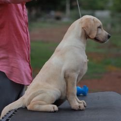DogsIndia.com - Labrador Retriever - Gopi Kannan - Wings of Desire