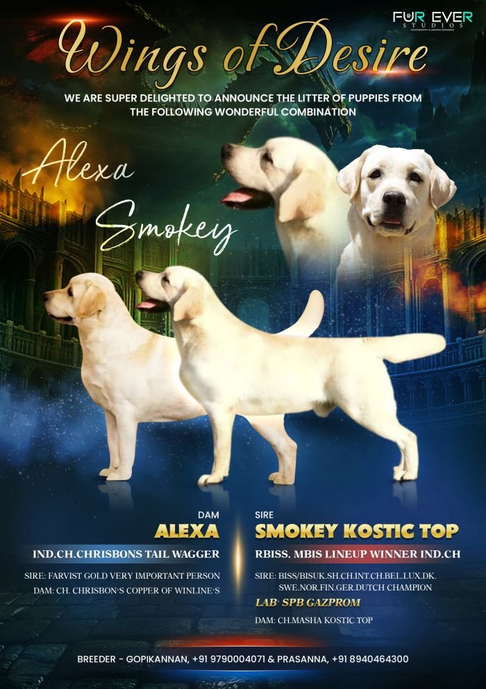 DogsIndia.com - Labrador Retriever - Gopi Kannan - Wings of Desire