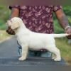 DogsIndia.com - Labrador Retriever - Gopi Kannan - Wings of Desire