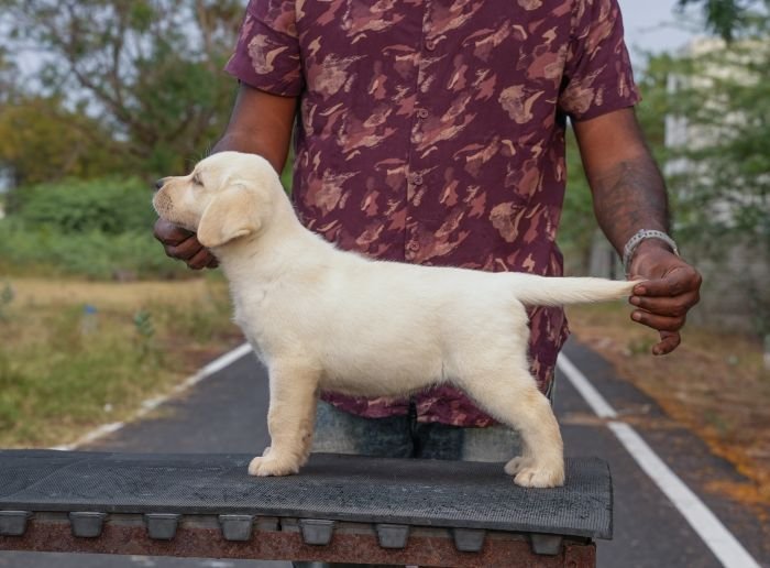 DogsIndia.com - Labrador Retriever - Gopi Kannan - Wings of Desire