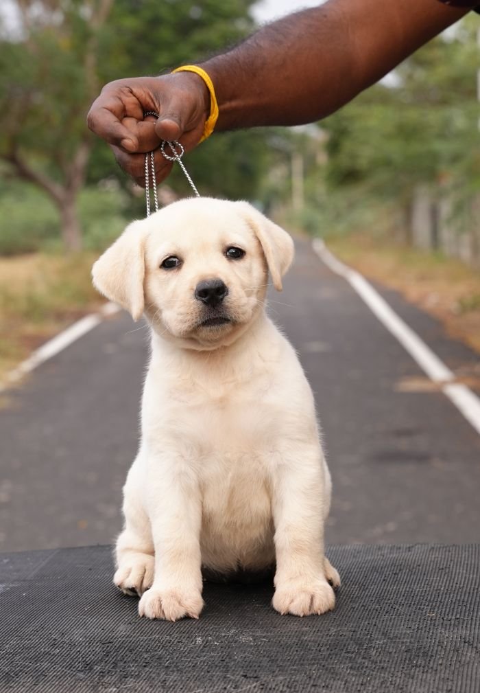 DogsIndia.com - Labrador Retriever - Gopi Kannan - Wings of Desire