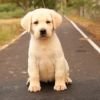 DogsIndia.com - Labrador Retriever - Gopi Kannan - Wings of Desire