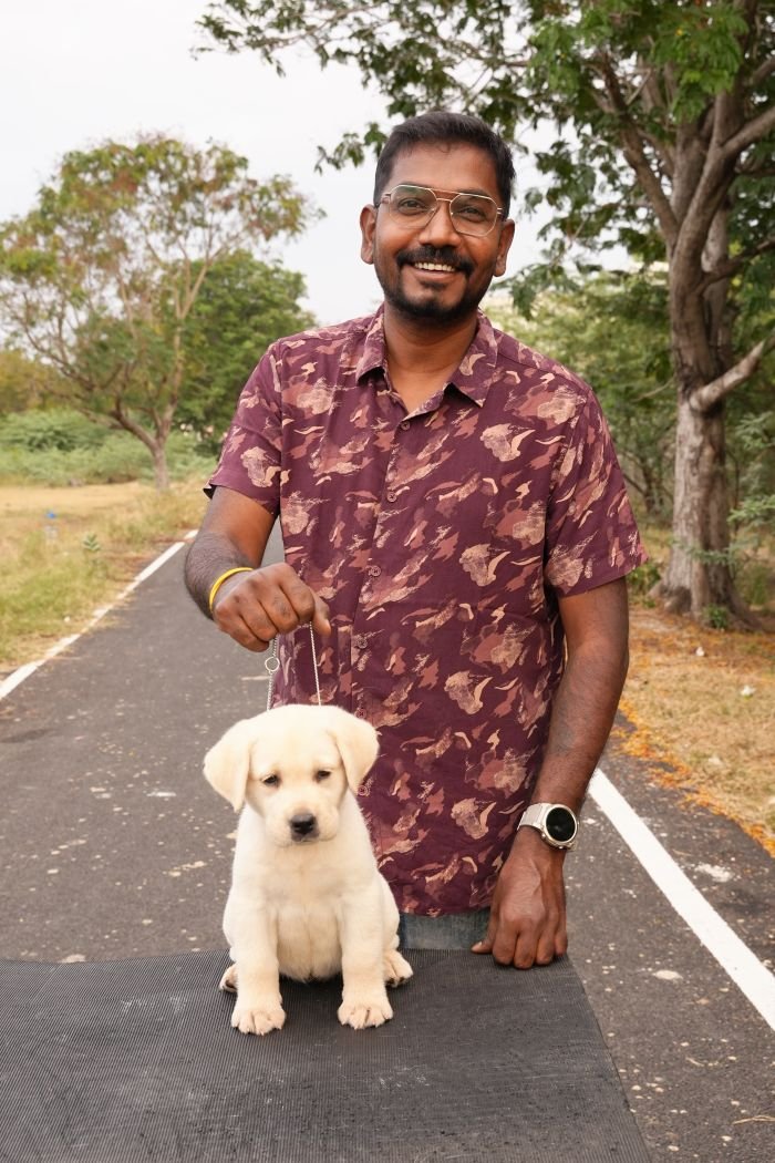 DogsIndia.com - Labrador Retriever - Gopi Kannan - Wings of Desire